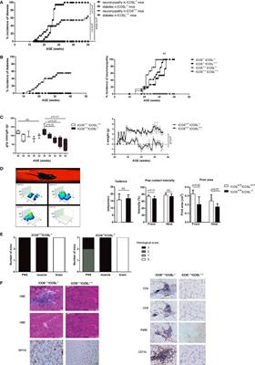 The Spontaneous Autoimmune Neuromyopathy in ICOSL−/− NOD Mice Is CD4+ T-Cell and Interferon-γ Dependent